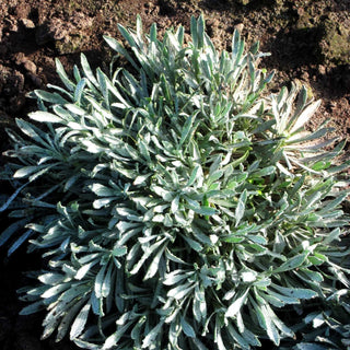 Dalmatiner-Silber-Garbe (Achillea ageratifolia)