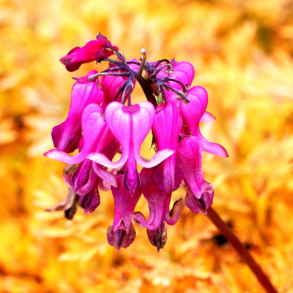 Dauerblühende Herzblume 'Pink Diamonds' (Dicentra formosa)
