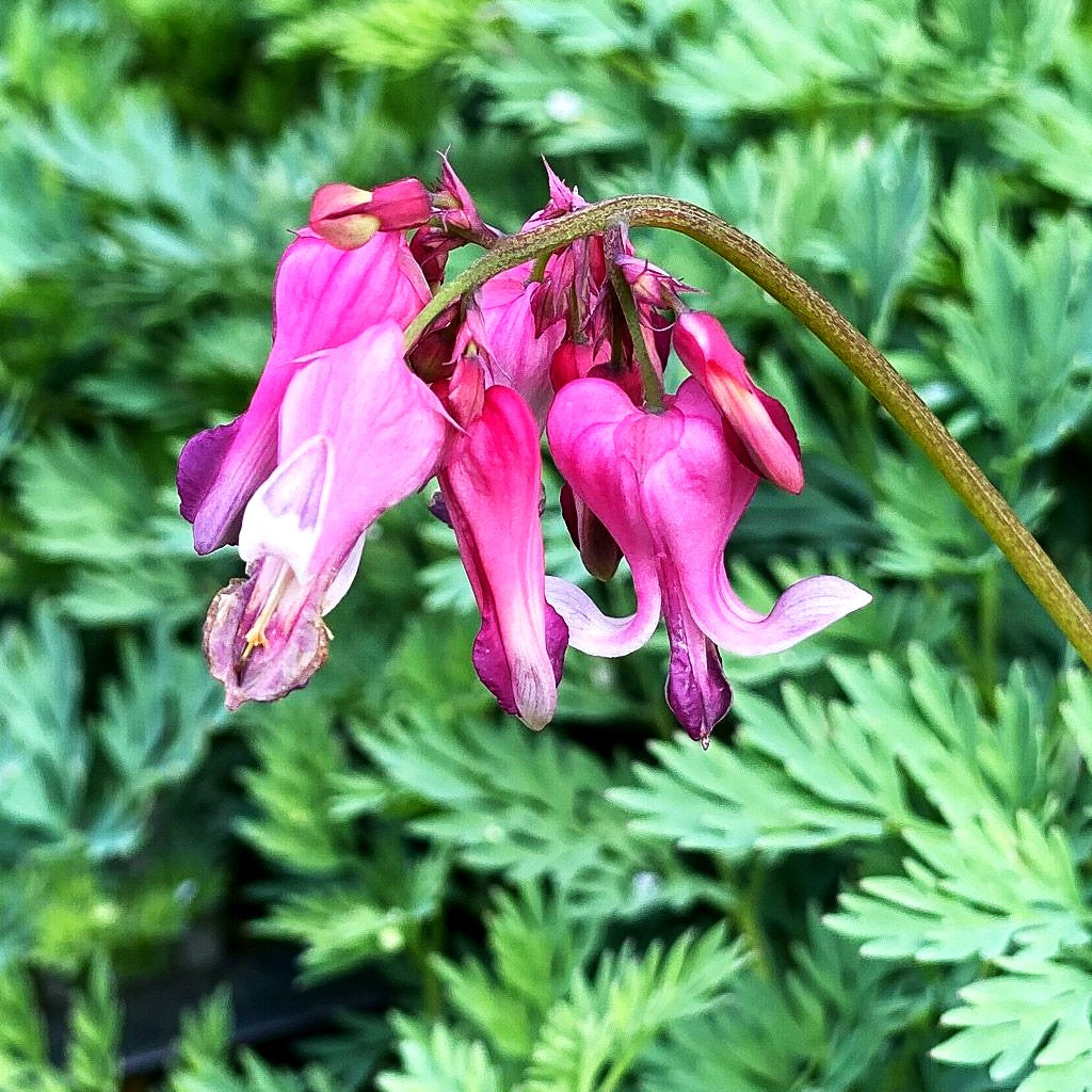 Dauerblühende Herzblume 'Pink Diamonds' (Dicentra formosa)