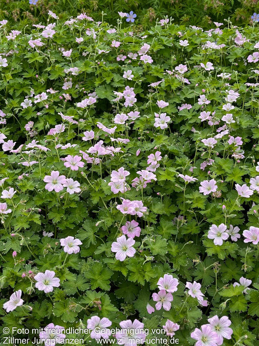 Dauerblühender Storchschnabel 'Dreamland' (Geranium x cult.)