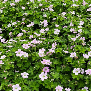 Dauerblühender Storchschnabel 'Dreamland' (Geranium x cult.)