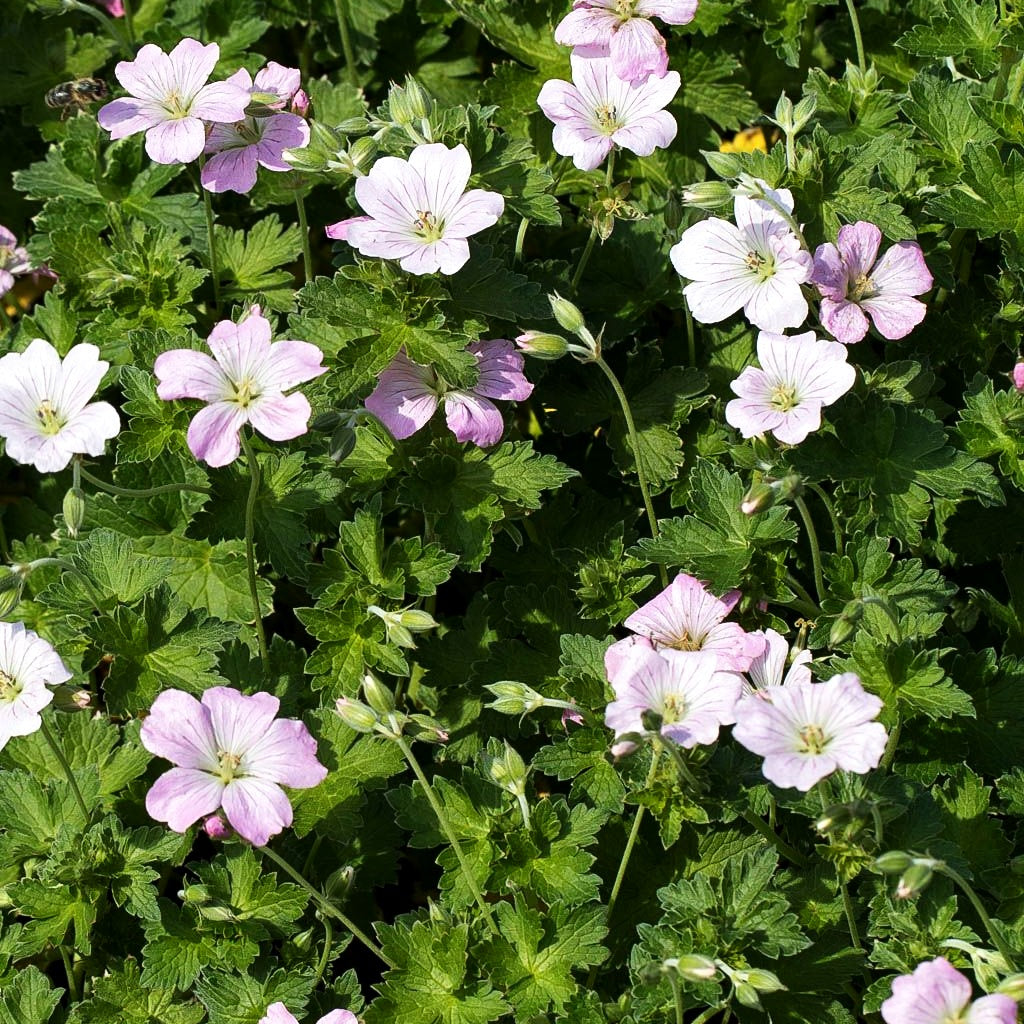 Dauerblühender Storchschnabel 'Dreamland' (Geranium x cult.)