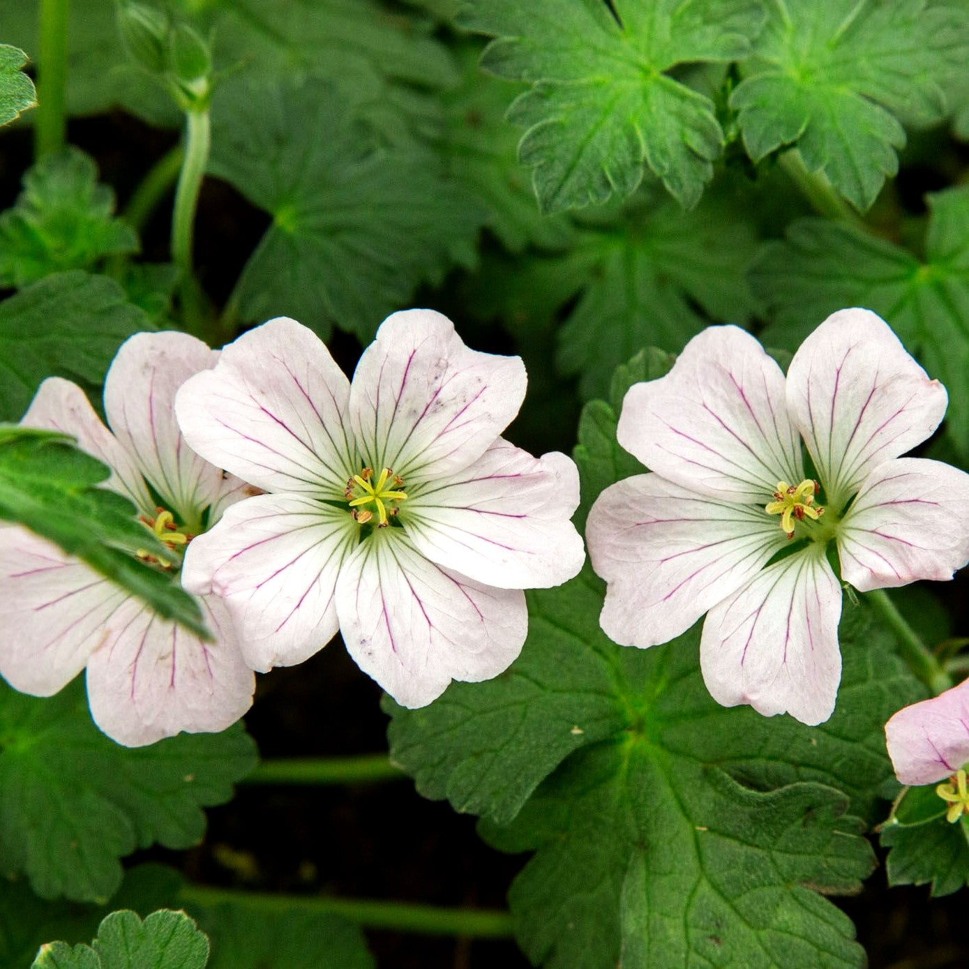 Dauerblühender Storchschnabel 'Dreamland' (Geranium x cult.)
