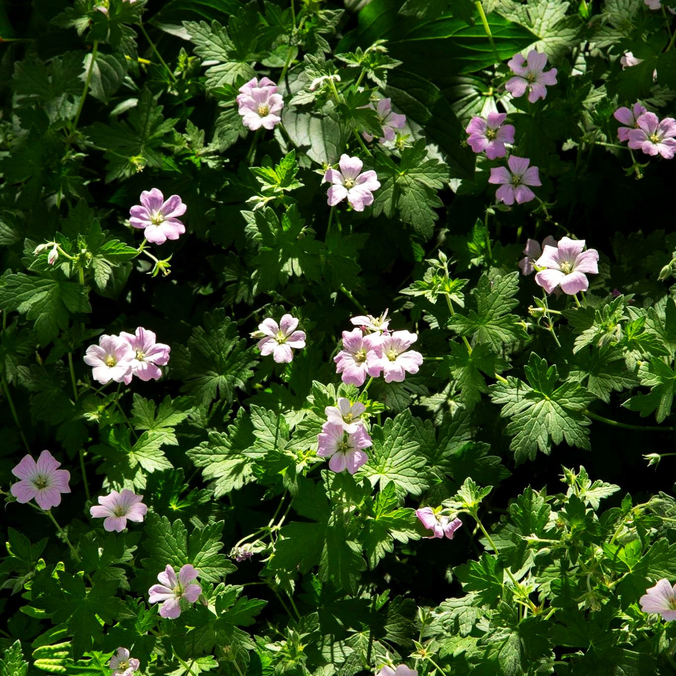 Dauerblühender Storchschnabel 'Dreamland' (Geranium x cult.)