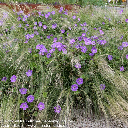 Dauerblühender Storchschnabel 'Rozanne' (Geranium wallichianum)