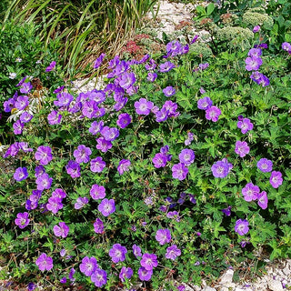 Dauerblühender Storchschnabel 'Rozanne' (Geranium wallichianum)