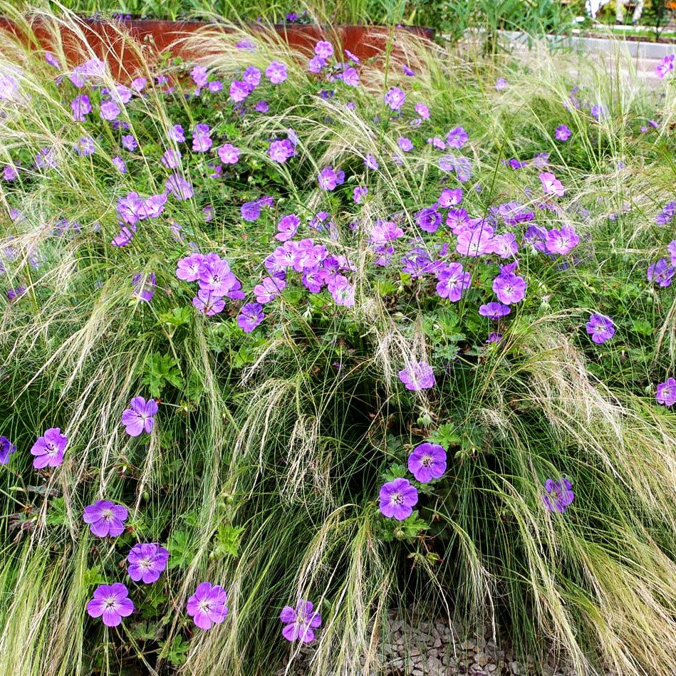 Dauerblühender Storchschnabel 'Rozanne' (Geranium wallichianum)