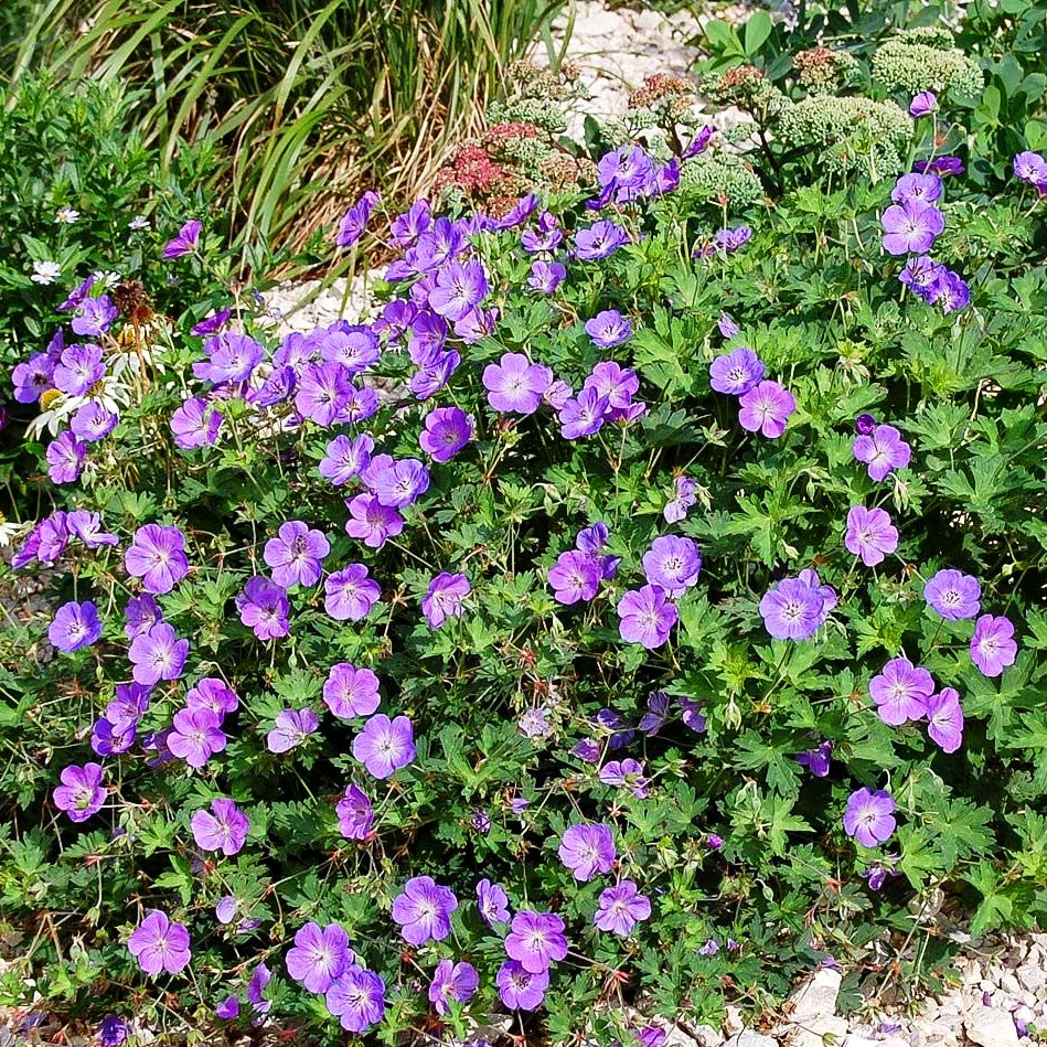 Dauerblühender Storchschnabel 'Rozanne' (Geranium wallichianum)