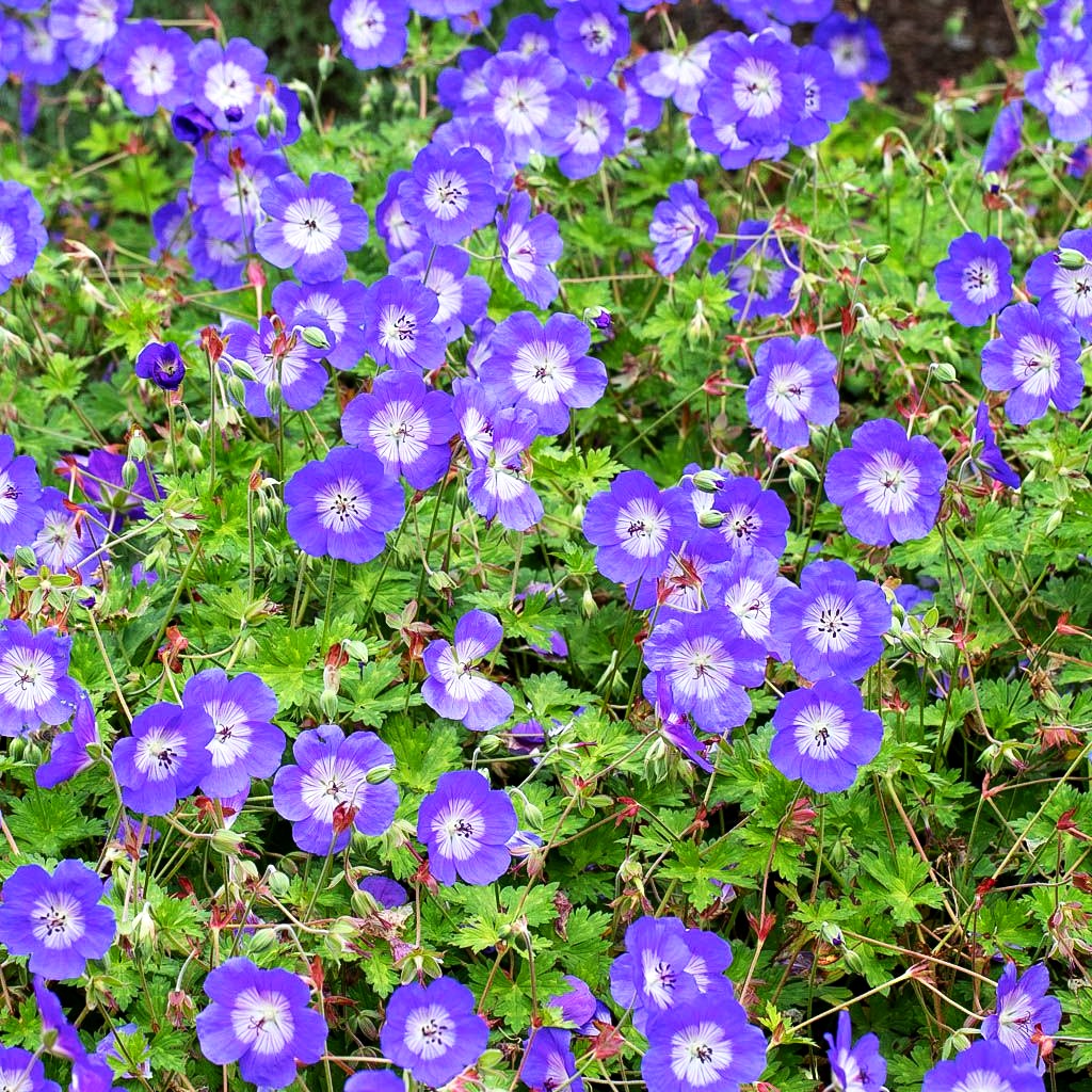 Dauerblühender Storchschnabel 'Rozanne' (Geranium wallichianum)