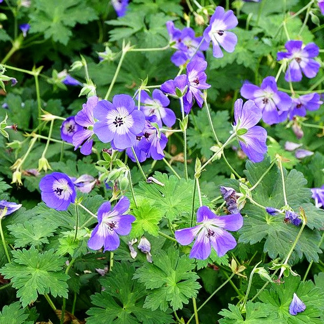 Dauerblühender Storchschnabel 'Rozanne' (Geranium wallichianum)