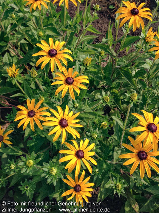 Deams Sonnenhut (Rudbeckia fulgida var.deamii)