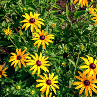 Deams Sonnenhut (Rudbeckia fulgida var.deamii)
