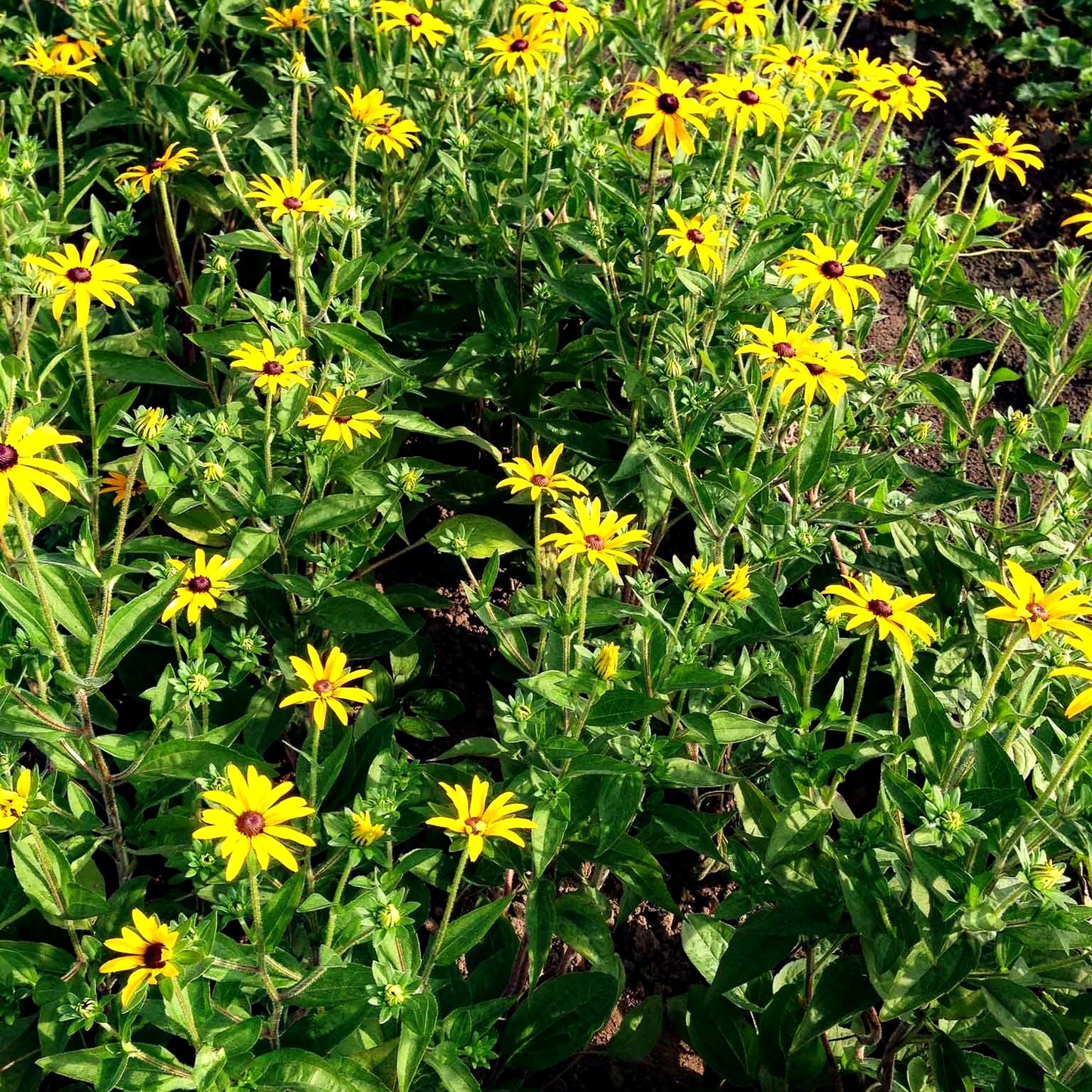 Deams Sonnenhut (Rudbeckia fulgida var.deamii)