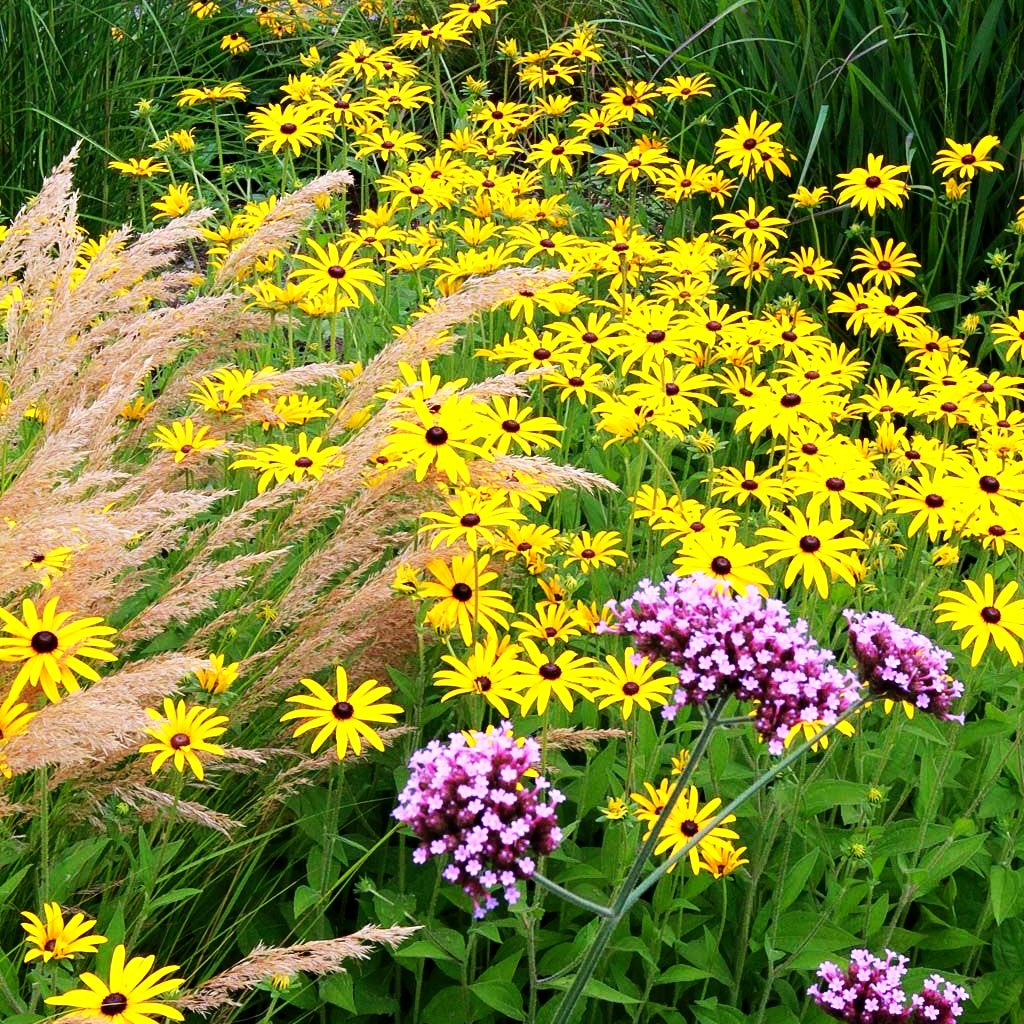 Deams Sonnenhut (Rudbeckia fulgida var.deamii)