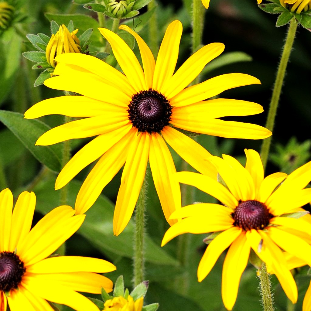 Deams Sonnenhut (Rudbeckia fulgida var.deamii)