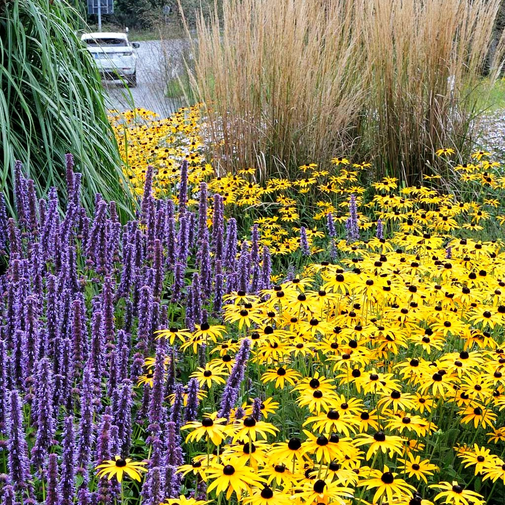 Deams Sonnenhut (Rudbeckia fulgida var.deamii)