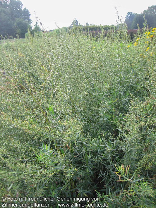 Deutscher Estragon 'Baden-Baden' (Artemisia dracunculus)