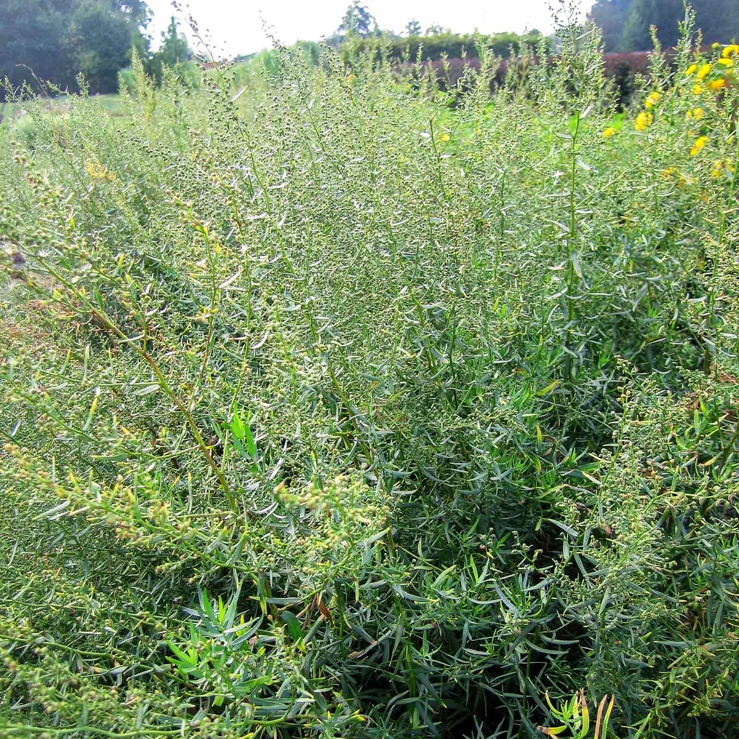 Deutscher Estragon 'Baden-Baden' (Artemisia dracunculus)