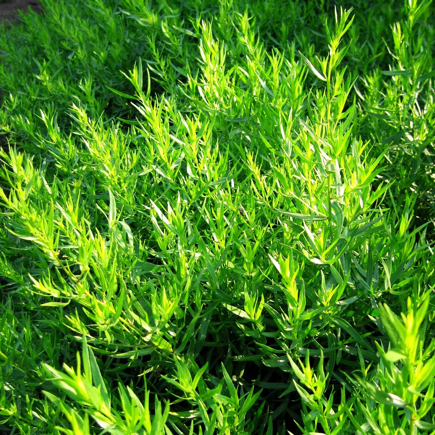 Deutscher Estragon 'Baden-Baden' (Artemisia dracunculus)