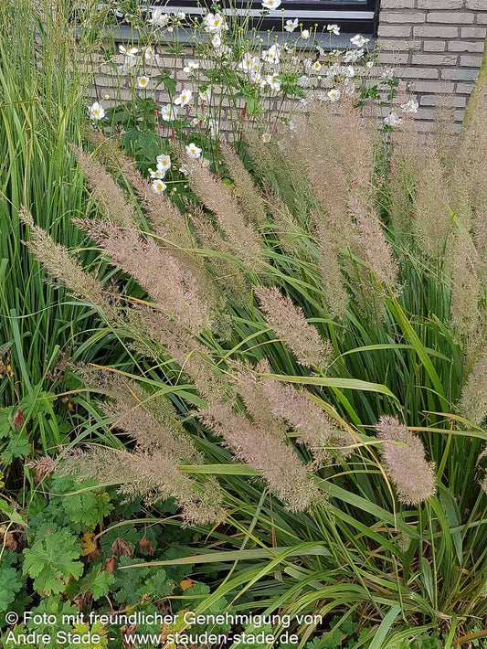 Diamant-Reitgras (Calamagrostis brachytricha)
