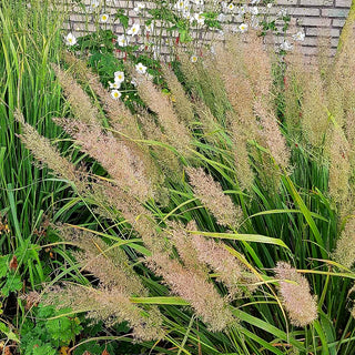 Diamant-Reitgras (Calamagrostis brachytricha)