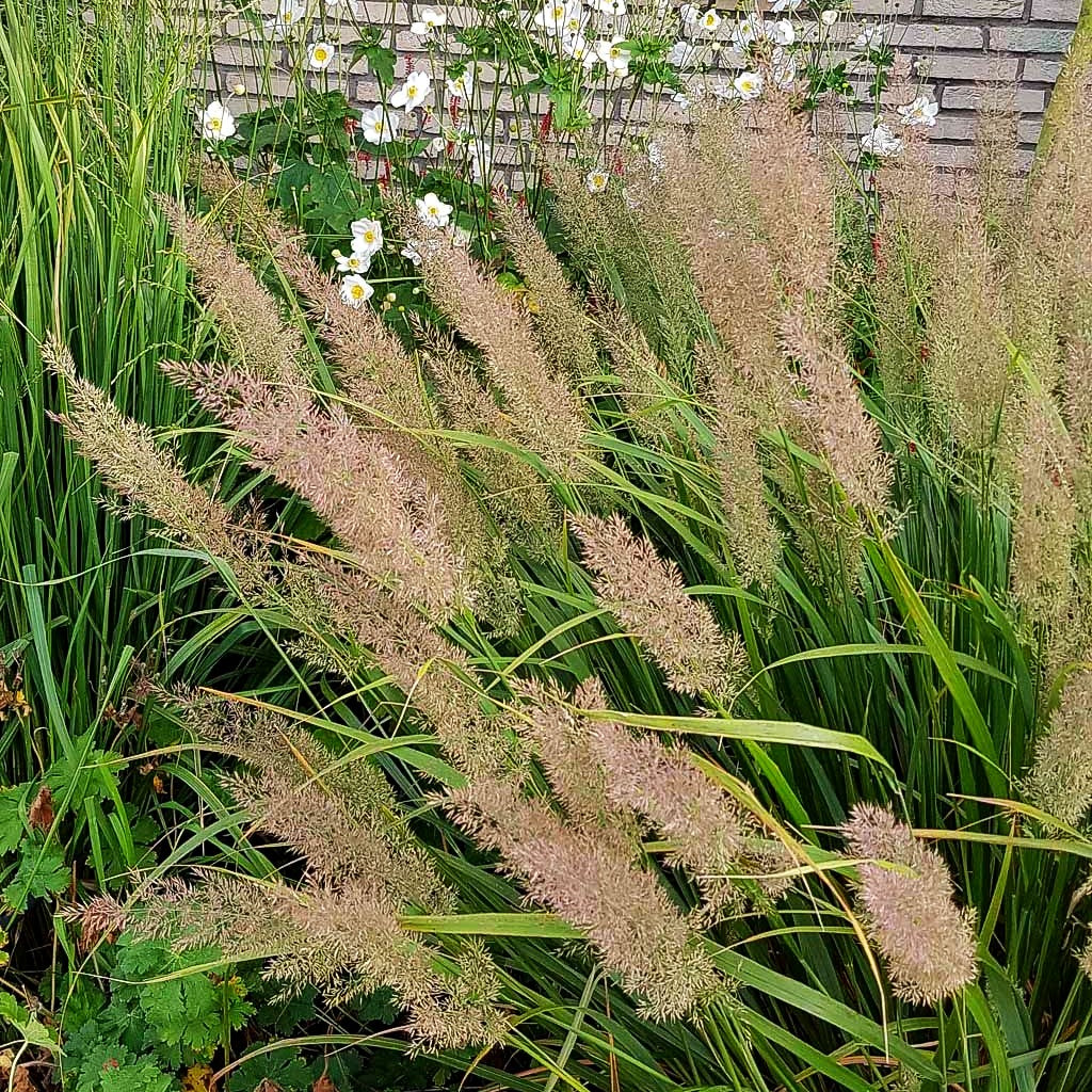 Diamant-Reitgras (Calamagrostis brachytricha)