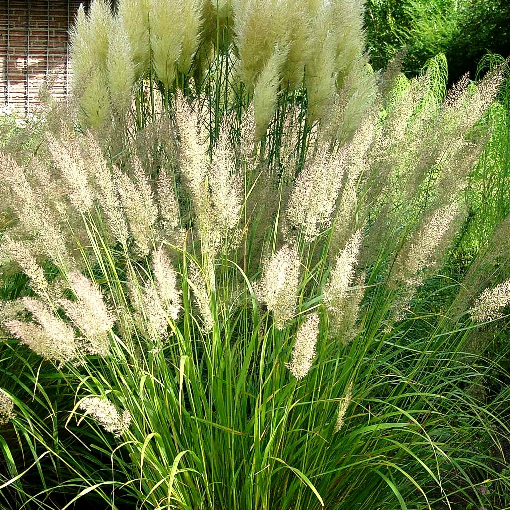 Diamant-Reitgras (Calamagrostis brachytricha)