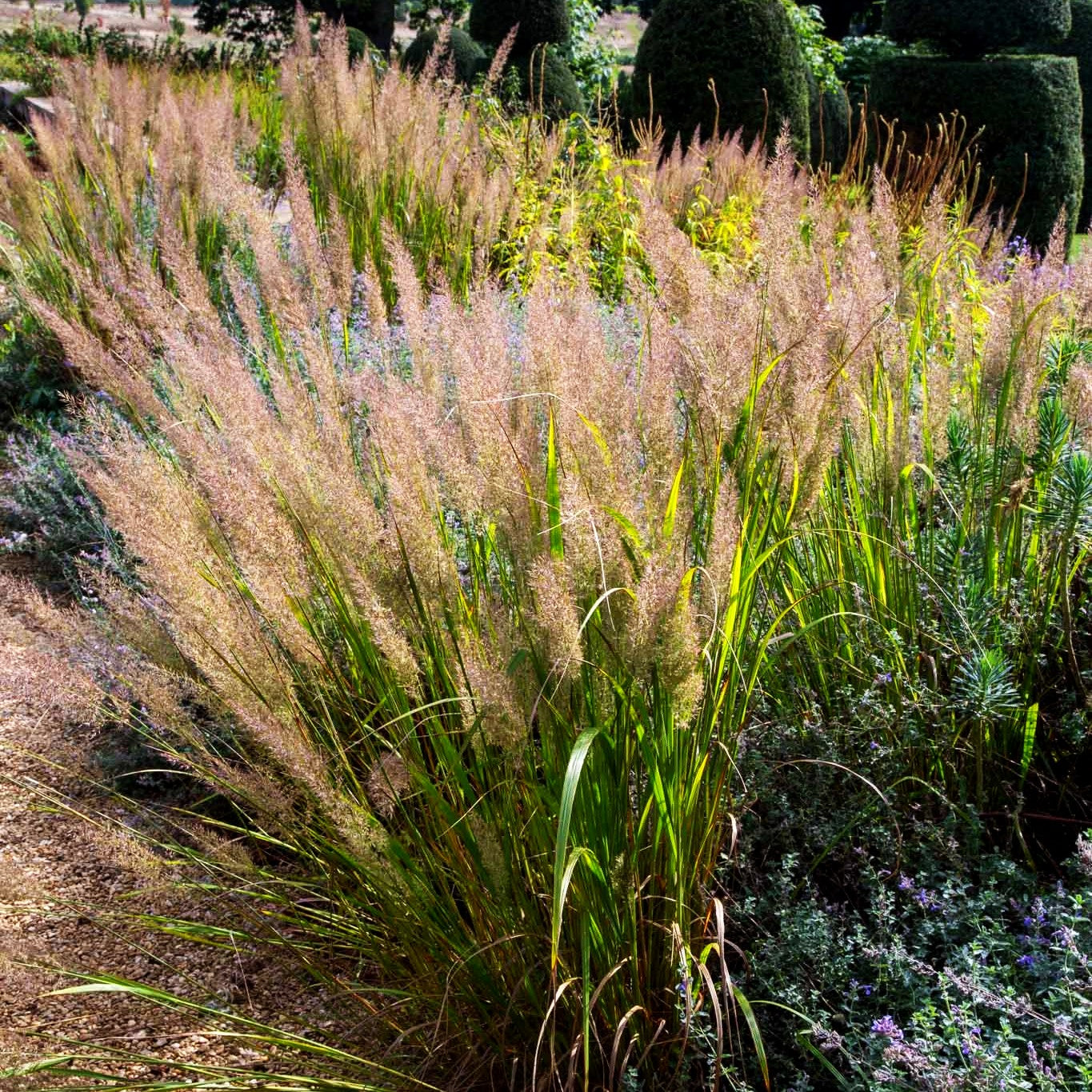 Diamant-Reitgras (Calamagrostis brachytricha)
