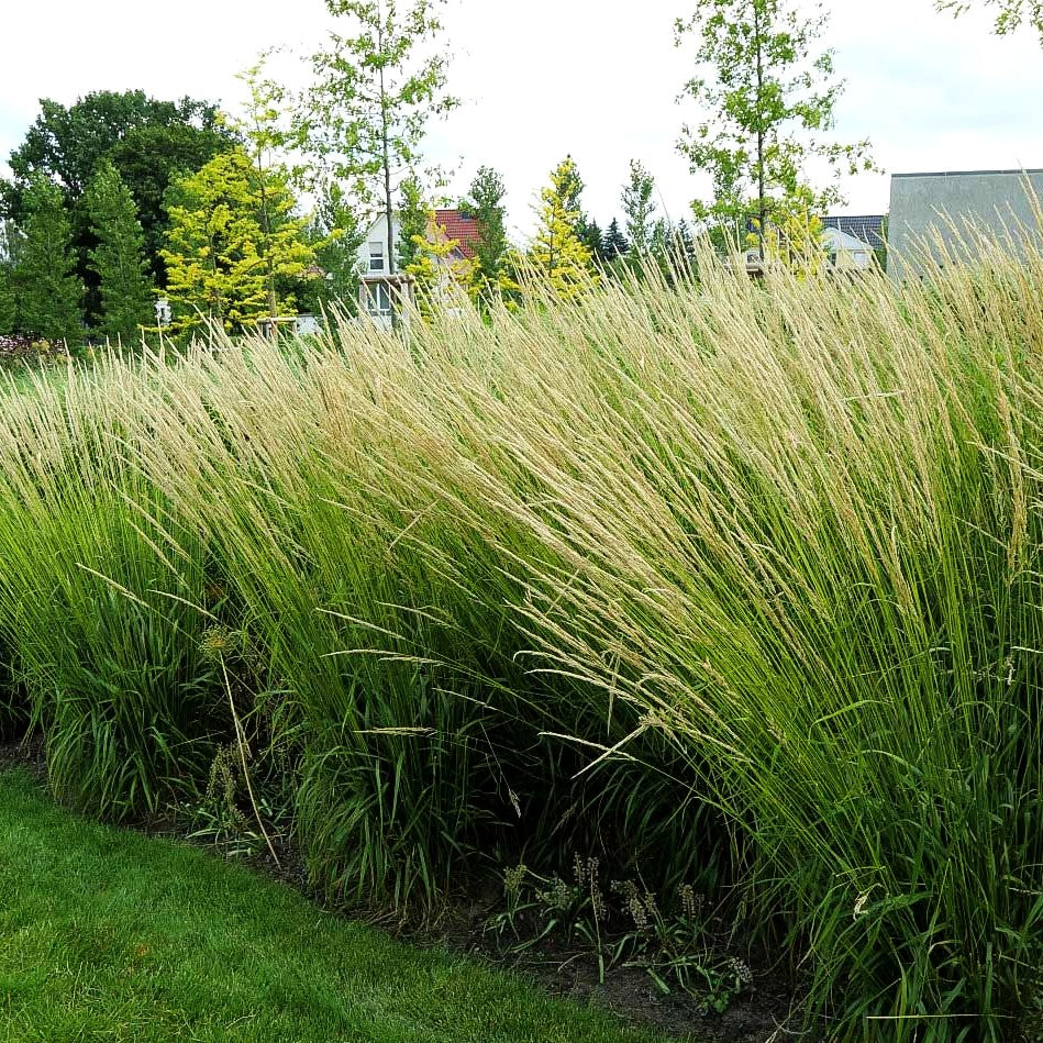 Diamant-Reitgras (Calamagrostis brachytricha)