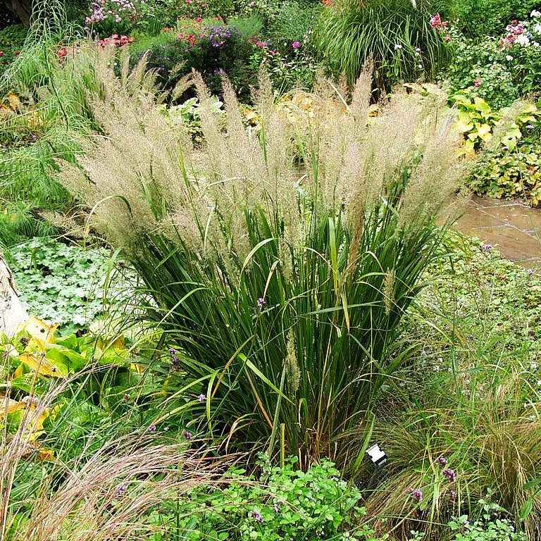 Diamant-Reitgras (Calamagrostis brachytricha)