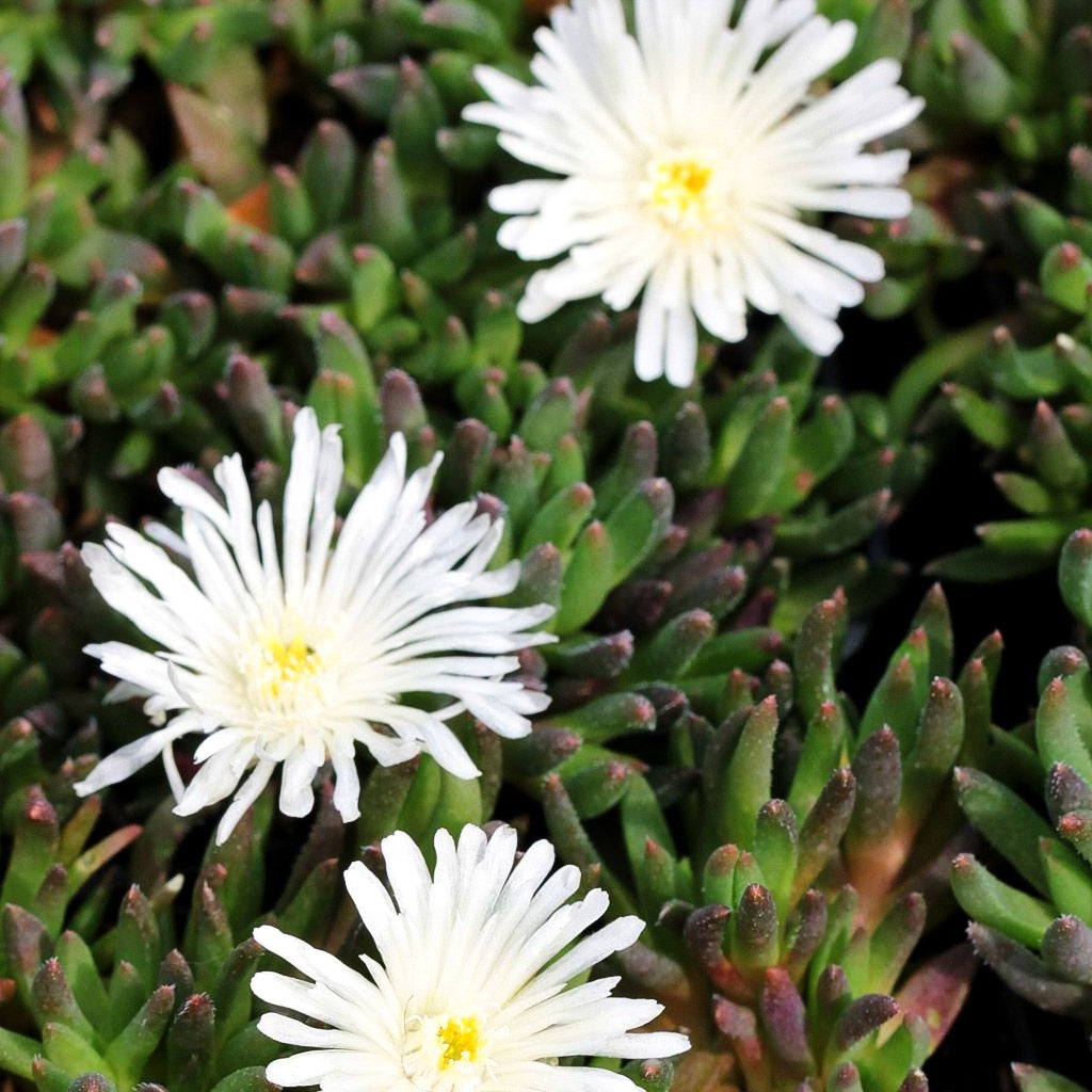 Dichtblütige Mittagsblume 'Album' (Delosperma congestum)