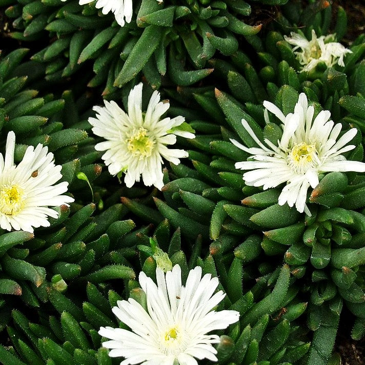 Dichtblütige Mittagsblume 'Album' (Delosperma congestum)