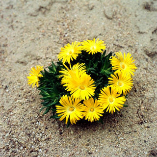 Dichtblütige Mittagsblume (Delosperma congestum)