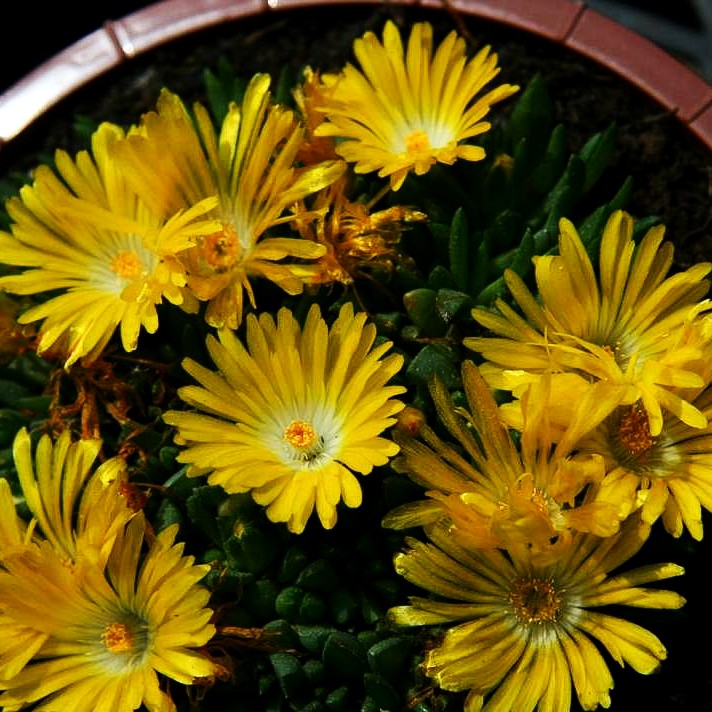 Dichtblütige Mittagsblume (Delosperma congestum)