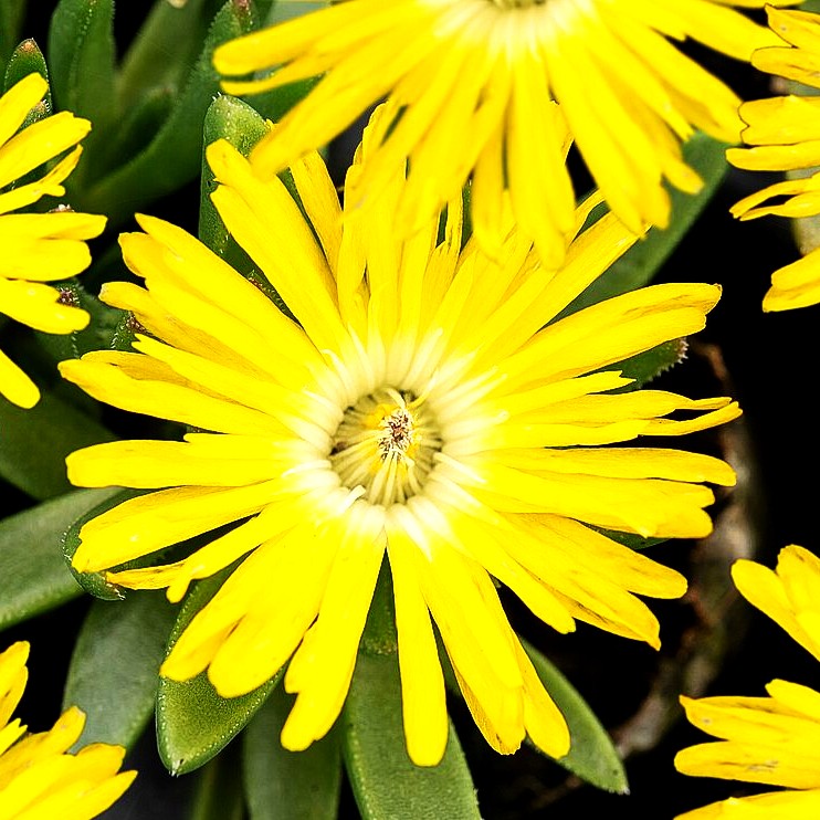 Dichtblütige Mittagsblume (Delosperma congestum)