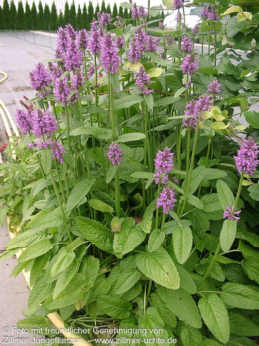 Dichtblütiger Ziest 'Hummelo' (Stachys monnieri)