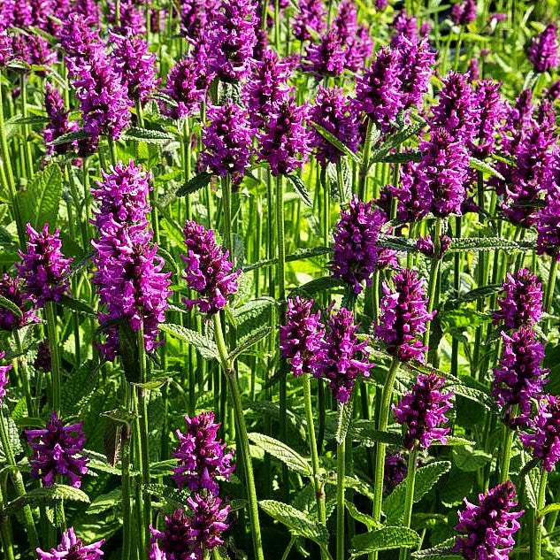 Dichtblütiger Ziest 'Hummelo' (Stachys monnieri)