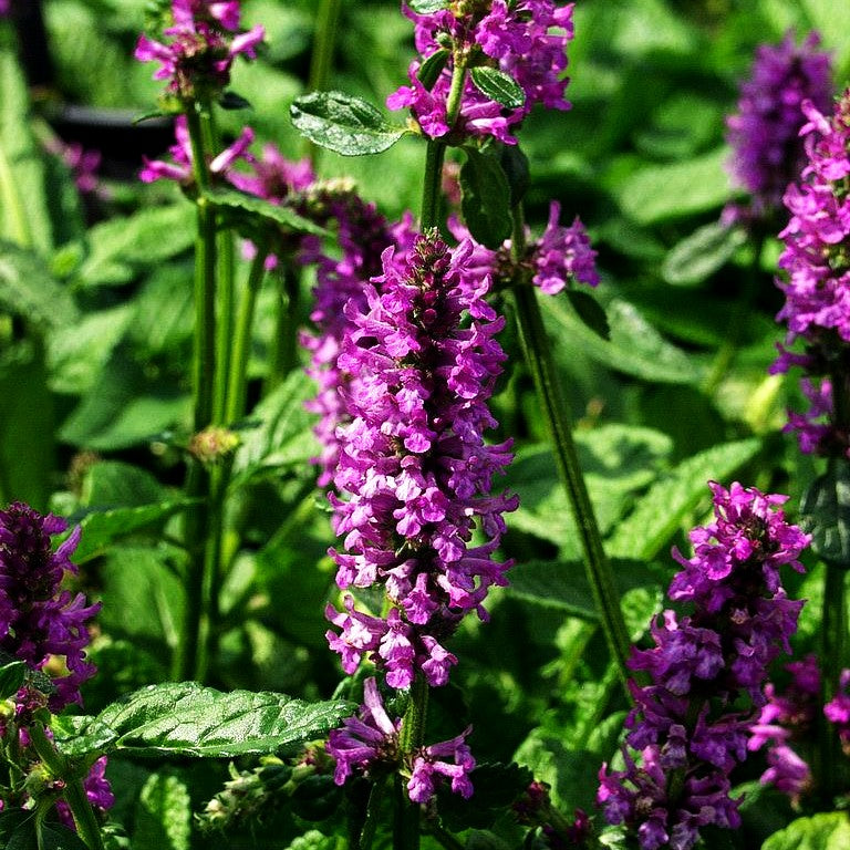 Dichtblütiger Ziest 'Hummelo' (Stachys monnieri)