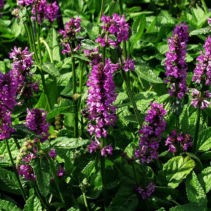 Dichtblütiger Ziest 'Hummelo' (Stachys monnieri)