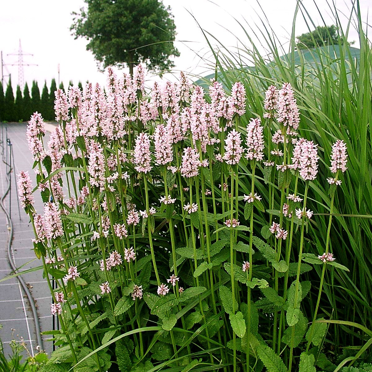 Dichtblütiger Ziest 'Rosea' (Stachys monnieri)