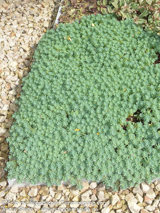 Dickrosettiges Fettblatt (Sedum pachyclados)
