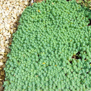 Dickrosettiges Fettblatt (Sedum pachyclados)