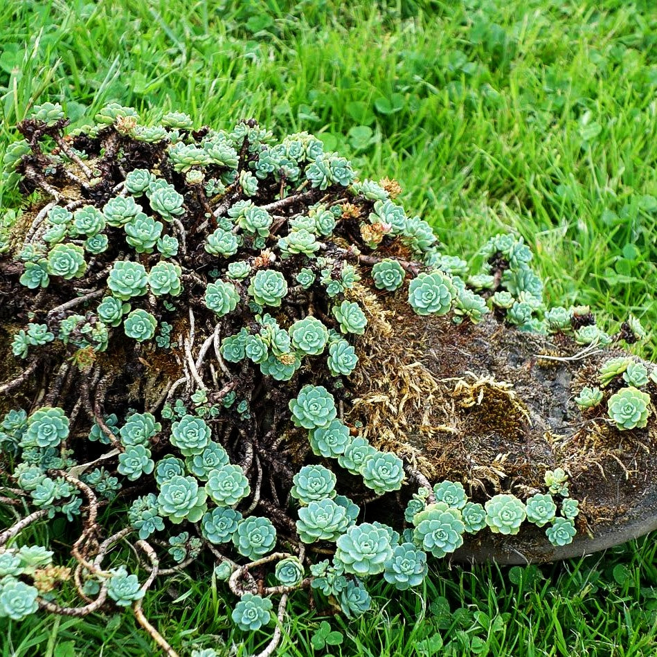 Dickrosettiges Fettblatt (Sedum pachyclados)