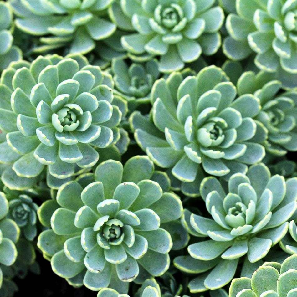 Dickrosettiges Fettblatt (Sedum pachyclados)