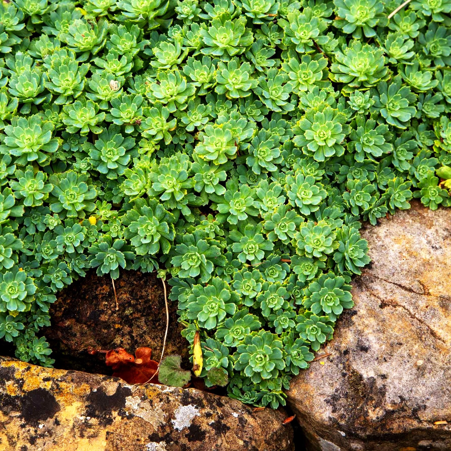 Dickrosettiges Fettblatt (Sedum pachyclados)