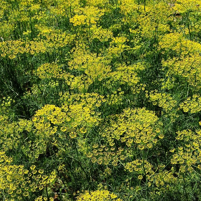 Dill (Anethum graveolens)