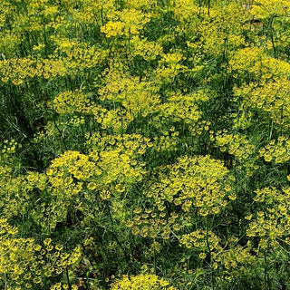 Dill (Anethum graveolens)