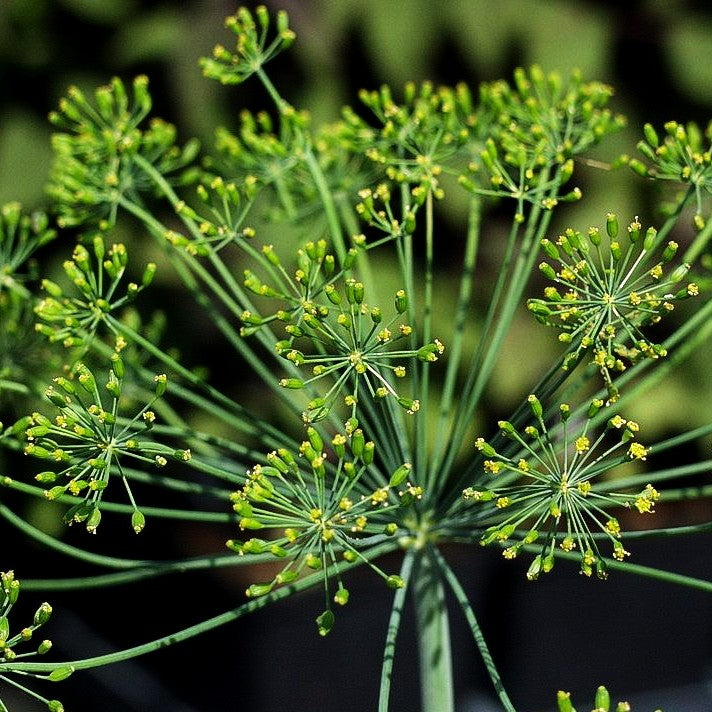 Dill (Anethum graveolens)