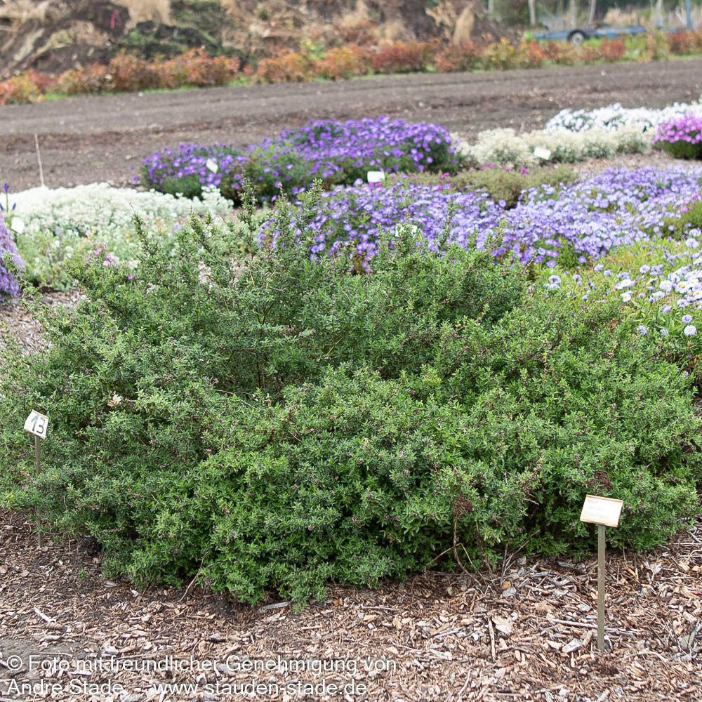 Dornige Hauhechel (Ononis spinosa)