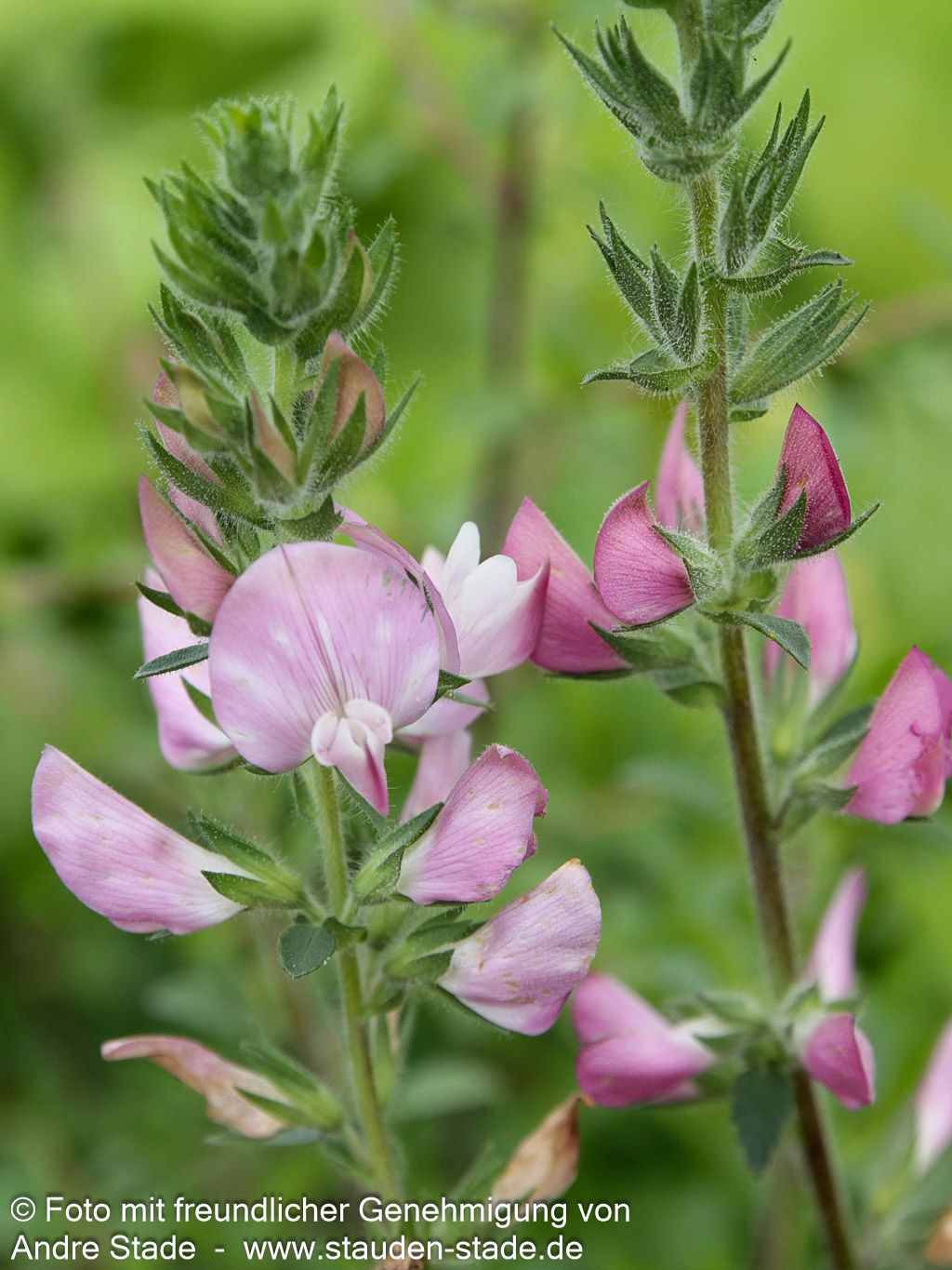 Dornige Hauhechel (Ononis spinosa)